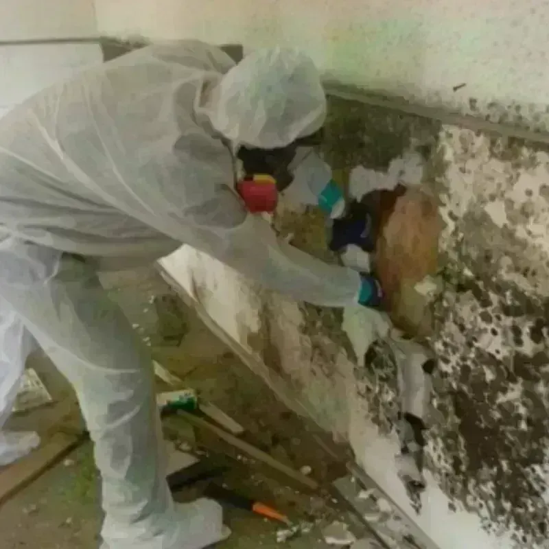 Mold Remediation and Removal in Seaside, OR